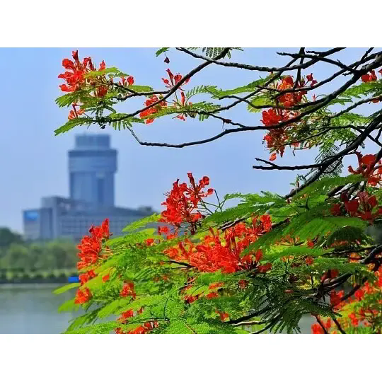 Kaip Royal Poinciana sukuria nuostabius atogrąžų kraštovaizdžius? Kaip Royal Poinciana sukuria nuostabius atogrąžų kraštovaizdžius?