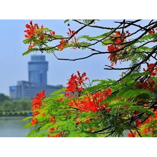 Kodėl konteineriuose auginami „Royal Poinciana“ įdėklai maksimaliai padidina kraštovaizdžio sėkmę? Kodėl konteineriuose auginami „Royal Poinciana“ įdėklai maksimaliai padidina kraštovaizdžio sėkmę?