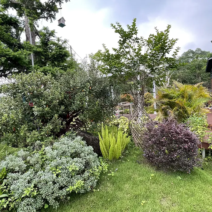 Kaip „Crape Myrtle“ sukuria nuostabų ir mažai priežiūros reikalaujantį kraštovaizdį? Kaip „Crape Myrtle“ sukuria nuostabų ir mažai priežiūros reikalaujantį kraštovaizdį?
