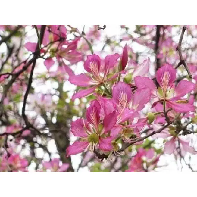 Kaip rožinis orchidėjų medis gali paversti vidaus ir lauko erdves ilgalaikiu grožiu?