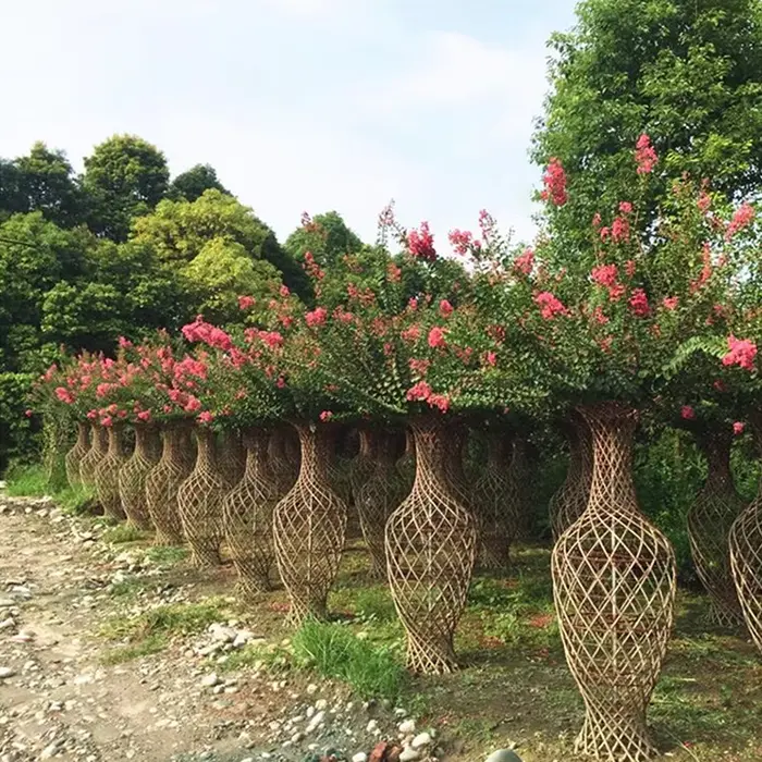 Crepe Myrtle bonsai medis Crepe Myrtle bonsai medis