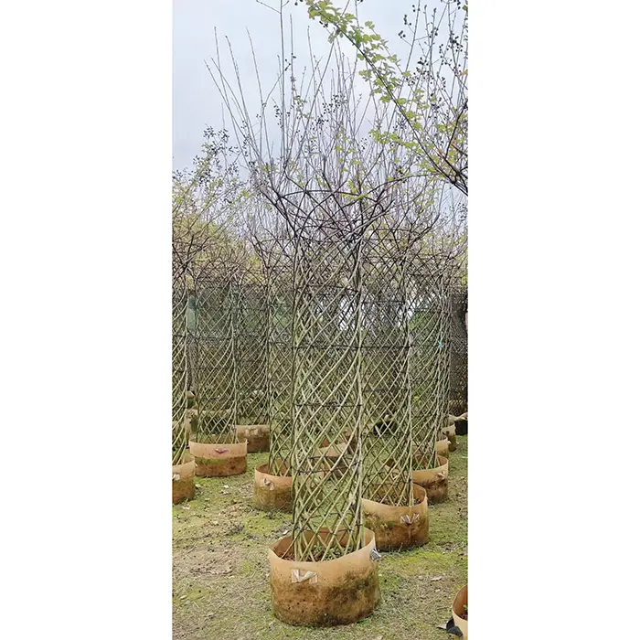 Crepe Myrtle bonsai medis