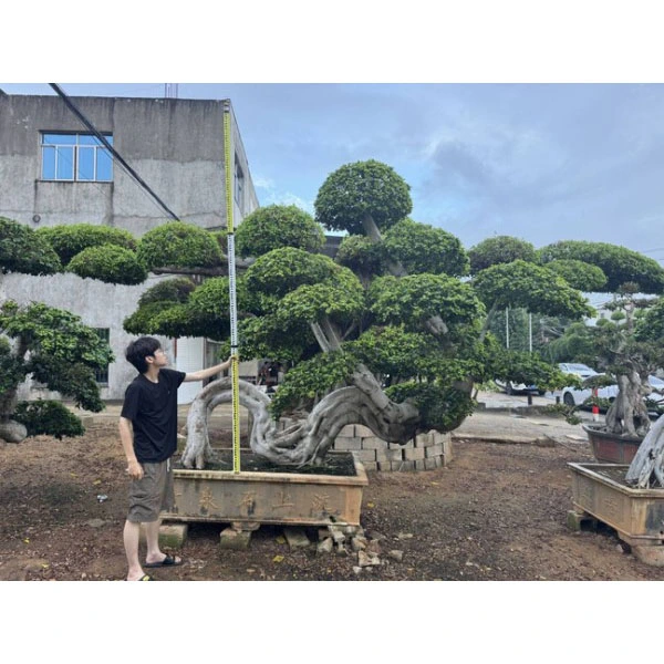 Ficus Microcarpa Bonsai medis