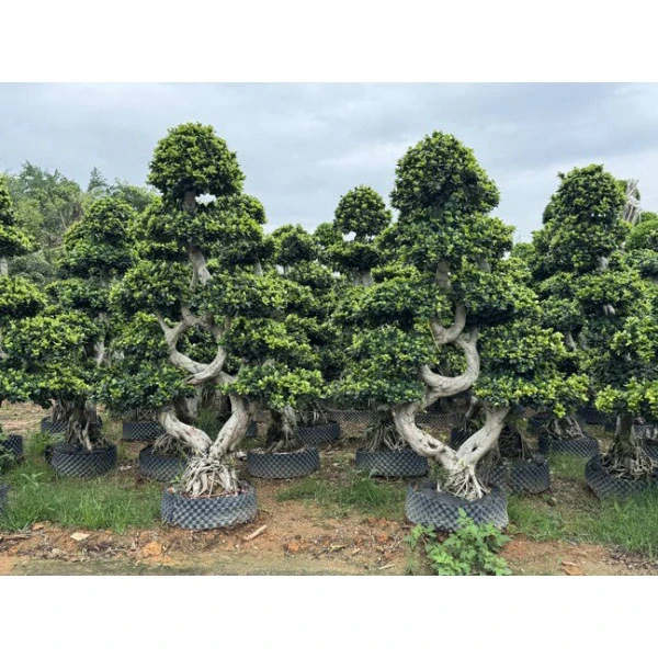 Ficus Microcarpa gatvės medžiai