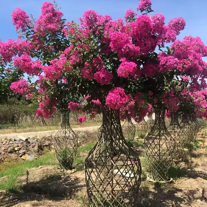 Crape Myrtle Street Trees