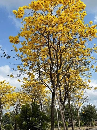 Golden Trumpet Tree Liners