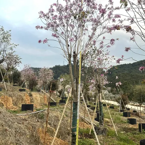 Pink Orchid Tree Liners