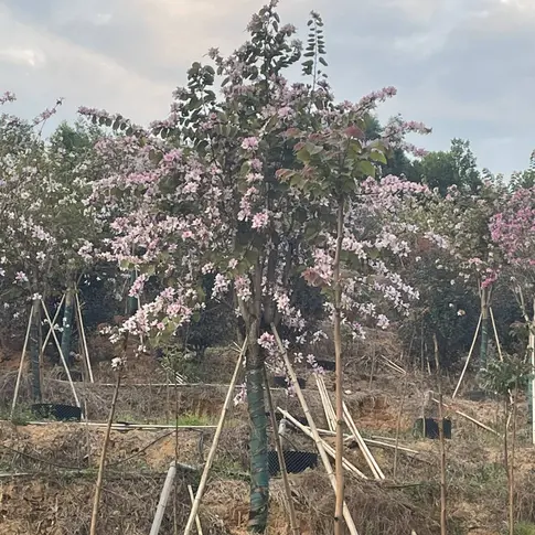 Pink Orchid Tree Liners
