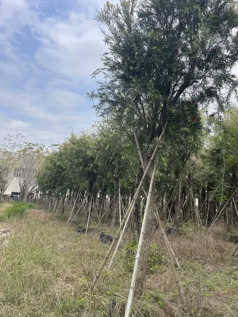 Specimen Weeping Bottlebrush Tree