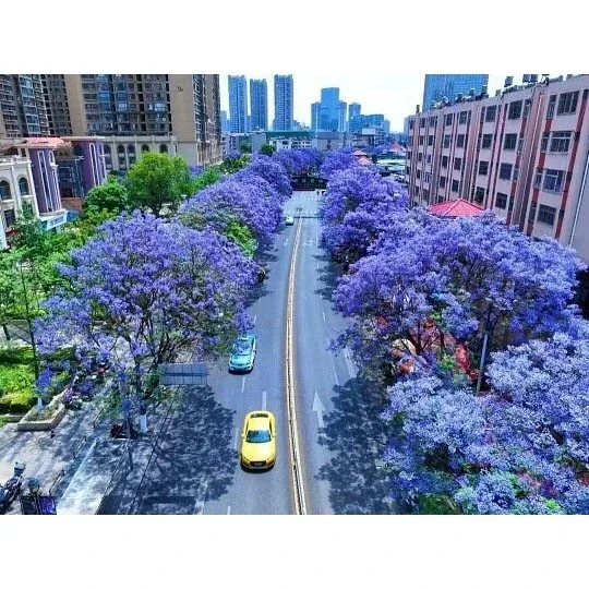 Jacaranda bonsai medis