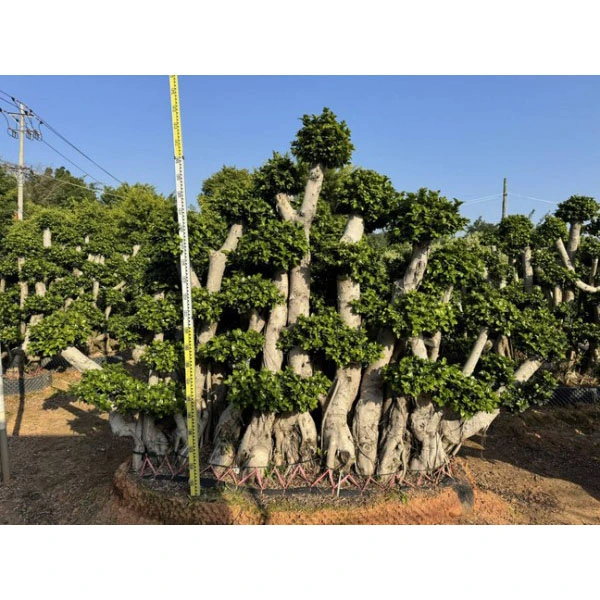 Ficus microcarpa medžio pavyzdys