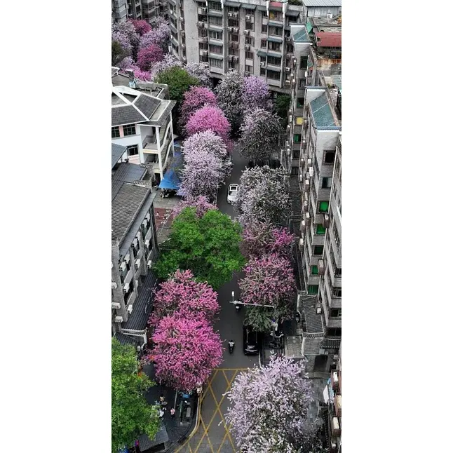 Rožinio orchidėjų medžio pavyzdys